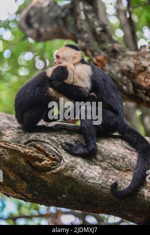 Couple de Capuchins panaméens à face blanche interagissent sur l'arbre dans le parc national Manuel Antonio, au Costa Rica Banque D'Images