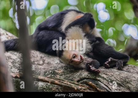 Couple de Capuchins panaméens à face blanche interagissent sur l'arbre dans le parc national Manuel Antonio, au Costa Rica Banque D'Images