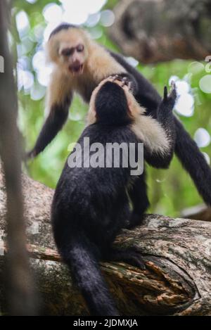 Couple de Capuchins panaméens à face blanche interagissent sur l'arbre dans le parc national Manuel Antonio, au Costa Rica Banque D'Images