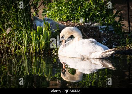 Parent muet cygne (Cygnus olor) protégeant trois cygètes endormis au nid sur la rive du canal à côté du canal du Grand Union Banque D'Images