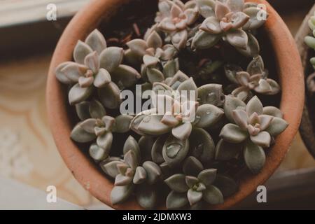 vue de dessus plante succulente avec de délicates gouttes d'eau sur la feuille Banque D'Images