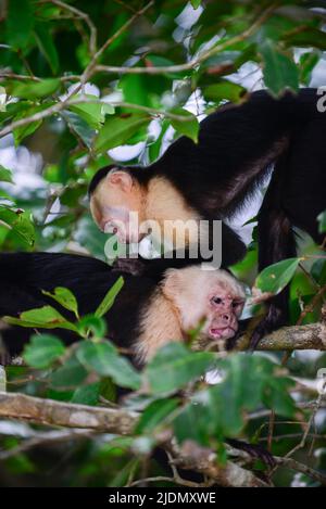 Couple de panaméen visage blanc Capuchin toilettage social sur arbre dans le parc national Manuel Antonio, Costa Rica Banque D'Images