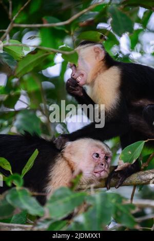 Couple de panaméen visage blanc Capuchin toilettage social sur arbre dans le parc national Manuel Antonio, Costa Rica Banque D'Images