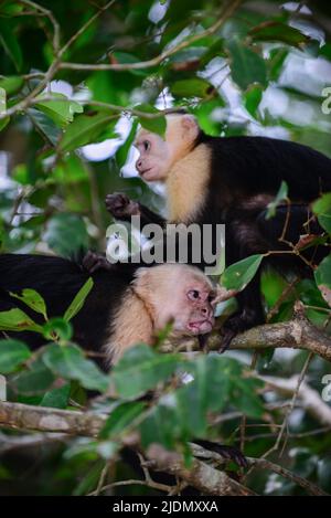 Couple de panaméen visage blanc Capuchin toilettage social sur arbre dans le parc national Manuel Antonio, Costa Rica Banque D'Images