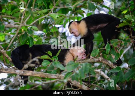 Couple de panaméen visage blanc Capuchin toilettage social sur arbre dans le parc national Manuel Antonio, Costa Rica Banque D'Images
