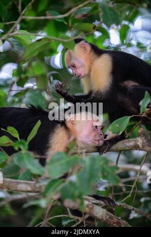 Couple de panaméen visage blanc Capuchin toilettage social sur arbre dans le parc national Manuel Antonio, Costa Rica Banque D'Images