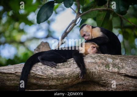 Couple panaméen de Capuchins à face blanche sur arbre dans le parc national Manuel Antonio, Costa Rica Banque D'Images