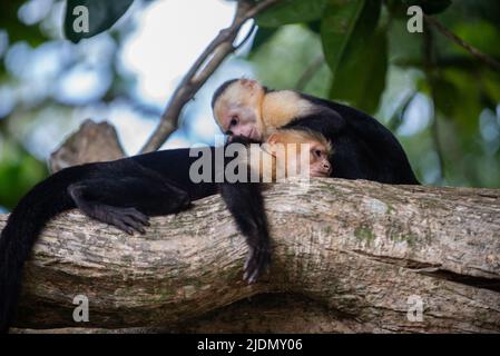 Couple panaméen de Capuchins à face blanche sur arbre dans le parc national Manuel Antonio, Costa Rica Banque D'Images