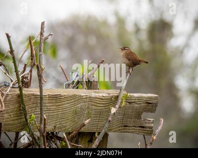 Wren, troglodyte de Troglodytes, chantant sur la branche au printemps. ROYAUME-UNI. Banque D'Images