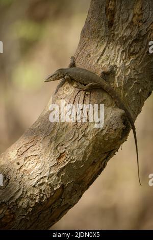 Un moniteur bengale de sous-adulte a grimpé sur un arbre au parc national de Ranthambhore, Rajasthan, Inde Banque D'Images