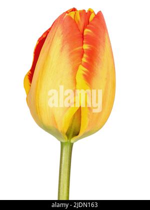 Fleur de tulipe rouge et jaune de près et isolée sur blanc. Banque D'Images