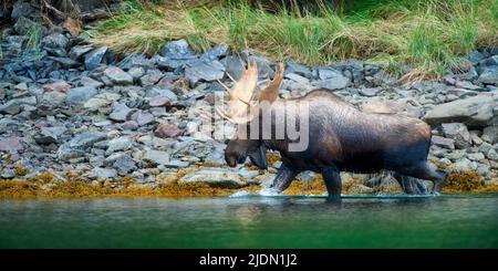 Rivage de passage à gué de Bull Moose, Geographic Harbour, parc national de Katmai, Alaska Banque D'Images