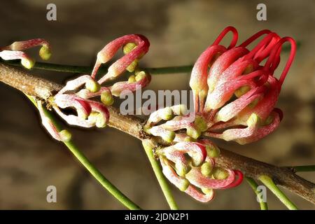 Fleurs de Beak Hakea (Hakea orthorrhyncha) sur la tige. Usine australienne. Banque D'Images