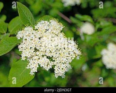 Boule de neige laineux, Viburnum lantana, fleurit en gros plan Banque D'Images