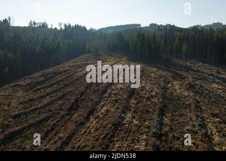 Vue aérienne de la forêt de pins avec une grande superficie d'arbres coupés à la suite de l'industrie mondiale de déboisement. Influence humaine néfaste sur l'écologie mondiale Banque D'Images