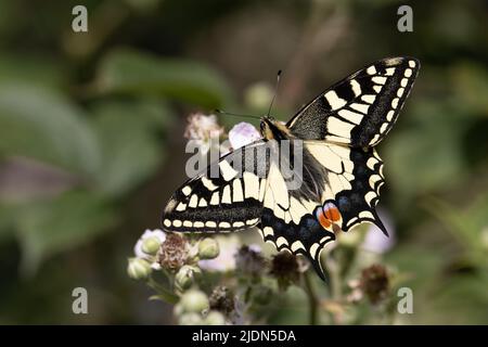 Swallowtail (Papilio machaon) Barton Turf Norfolk GB juin 2022 Banque D'Images