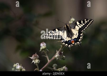 Swallowtail (Papilio machaon) Barton Turf Norfolk GB juin 2022 Banque D'Images