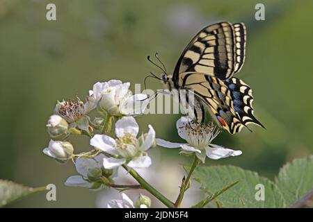 Swallowtail (Papilio machaon) Barton Turf Norfolk GB juin 2022 Banque D'Images