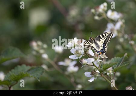 Swallowtail (Papilio machaon) Barton Turf Norfolk GB juin 2022 Banque D'Images