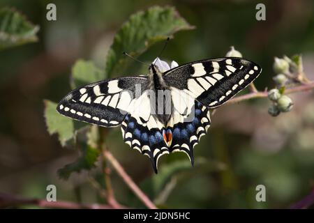 Swallowtail (Papilio machaon) Barton Turf Norfolk GB juin 2022 Banque D'Images