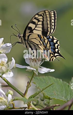 Swallowtail (Papilio machaon) Barton Turf Norfolk GB juin 2022 Banque D'Images