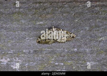 Bruxelles Lace Moth (Cleorodes lichenaria) West Lydford Somerset GB Royaume-Uni Mai 2022 Banque D'Images