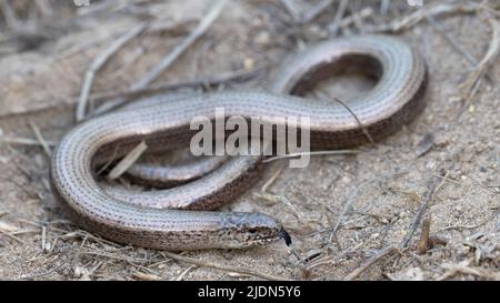 Ver lent (Anguis fragilis) adulte femelle Norfolk GB Royaume-Uni Mai 2022 Banque D'Images