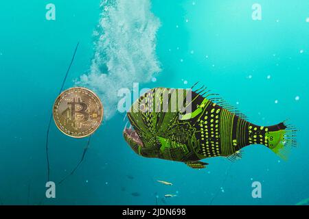 Les poissons avec le corps à motif de circuit électronique se préparent à manger ou à sauver le bitcoin qui tombe au fond de la piscine, l'agent de crypto-monnaie prépare t Banque D'Images