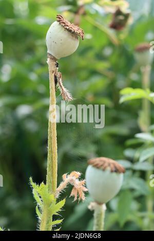 fleur de pavot dans un environnement vert. une mère de pavot et un bébé de pavot avec filet de spinder entre les deux. Banque D'Images