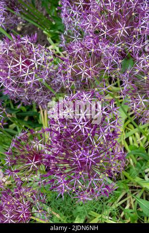 belles fleurs violettes d'ail noir allium nigrum Banque D'Images