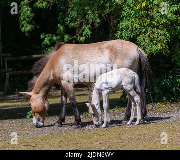 Cheval de Przewalski avec un foal d’une semaine. Karlsruhe, Bade-Wurtemberg, Allemagne Banque D'Images