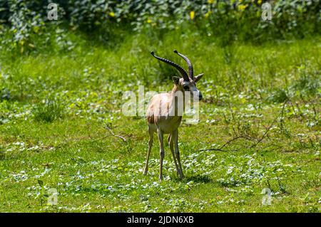 Gazelle persane (Gazella subgutturosa) naviguant dans un pré Banque D'Images