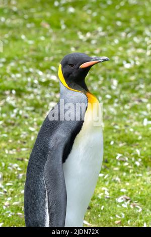 Portrait d'un manchot roi sur les îles Falkland. Banque D'Images