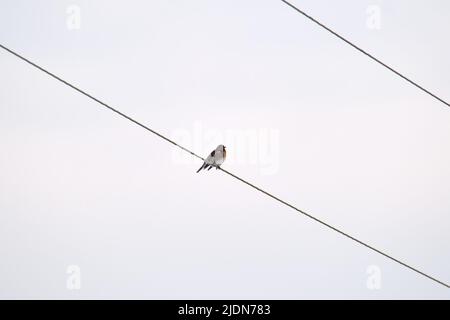 Un petit oiseau sauvage qui perce seul sur un fil électrique Banque D'Images