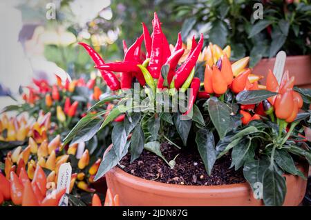 Image du festival du Chili de Waddesdon Manor en 2019. Banque D'Images