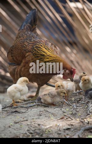 Magnifique portrait de poussins de bébé mignons. Banque D'Images