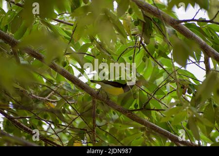 Oriole d'or indien (Oriolus oriolus kundoo), magnifique oiseau jaune et noir des forêts asiatiques à la recherche de nourriture Banque D'Images