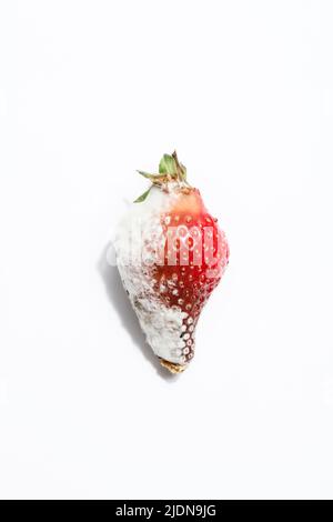 fraise pourrie sur fond blanc.problème de faim dans le monde. espace de copie. surconsommation, concept de gaspillage alimentaire. nourriture gâchée, dangereuse. Banque D'Images