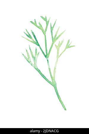 Aneth. Bouquet d'herbes aromatiques fraîches et biologiques. Vert feuilles poussant à partir du sol. Illustration d'un ensemble de différentes épices de cuisson. Usine de cuisine à dessin à la main Banque D'Images