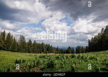 Un pré vert vif recouvert de végétation de montagne sur une colline, avec la toile de fond de grands arbres épineux à feuilles persistantes et un soleil bleu nuageux Banque D'Images