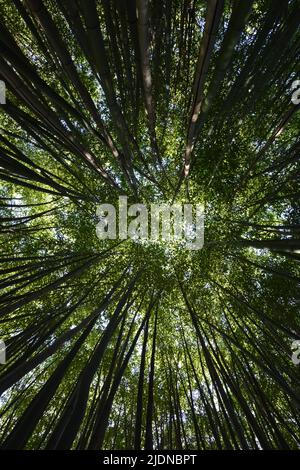 forêt verte de bambous vue du sol au ciel bleu Banque D'Images