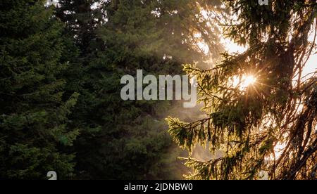Les rayons lumineux du soleil de printemps du matin ou du soir brillent à travers de longues branches de sapins verts et foncés et à travers le pollen odorant brumeux de Banque D'Images