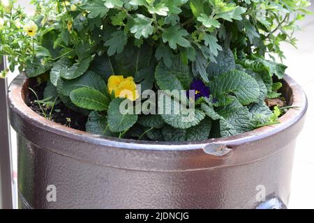 primula fleurit dans différentes couleurs Banque D'Images