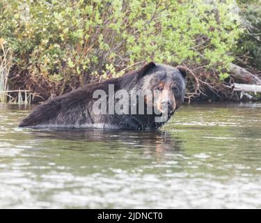 Un ours noir se rafraîchit dans un lac de la Saskatchewan, au Canada. Banque D'Images