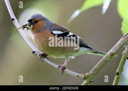 Un Chaffinch commun (Fringilla Coelebs) avec un bec plein de mouches des mayonnaise. Banque D'Images