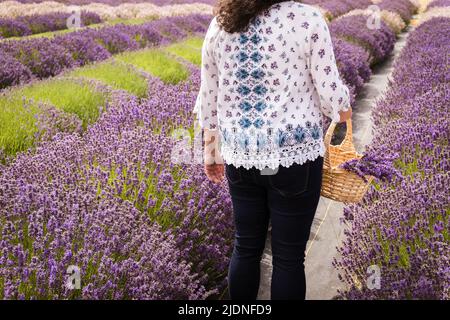 Femme tenant un panier de lavande pourpre dans le champ de lavande Banque D'Images