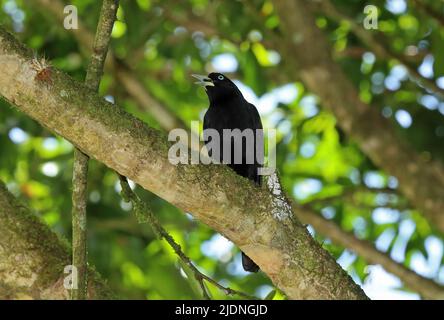 Cacique (Cacicus micorhynchus) adulte perché dans une branche qui appelle la Selva, Costa Rica Mars Banque D'Images