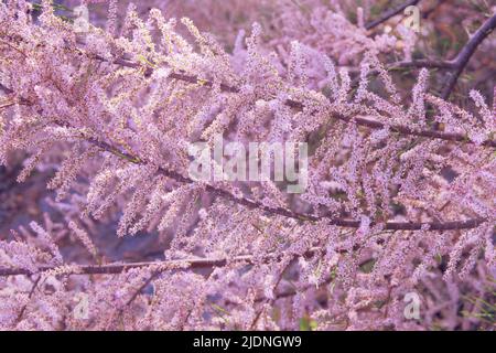 Tamarix ramosissima est en fleurs avec des pétales blancs et roses. Printemps arrière-plan flou de la nature. Carte de vœux pour la fête des mères. Parc en fleurs. Banque D'Images