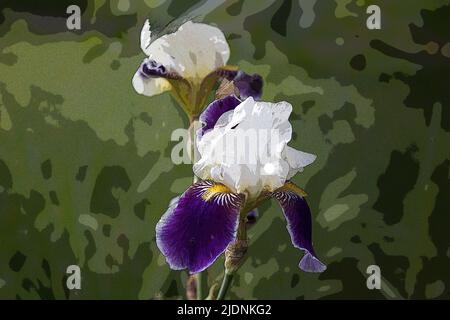 Image d'une fleur d'iris sous forme d'aquarelle. Banque D'Images