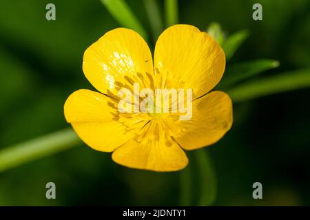 Photo macro d'une fleur en fleur de coupe de beurre rampante (ranunculus repens) Banque D'Images